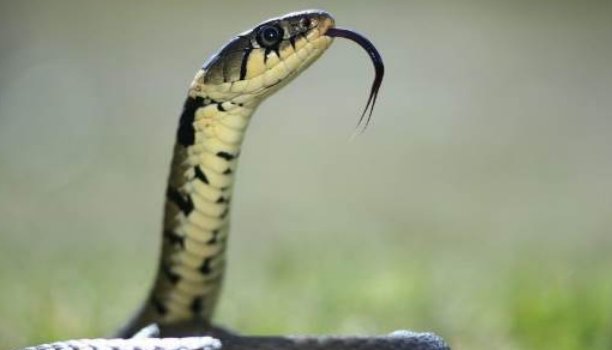 笑里藏刀打一生肖是什么生肖