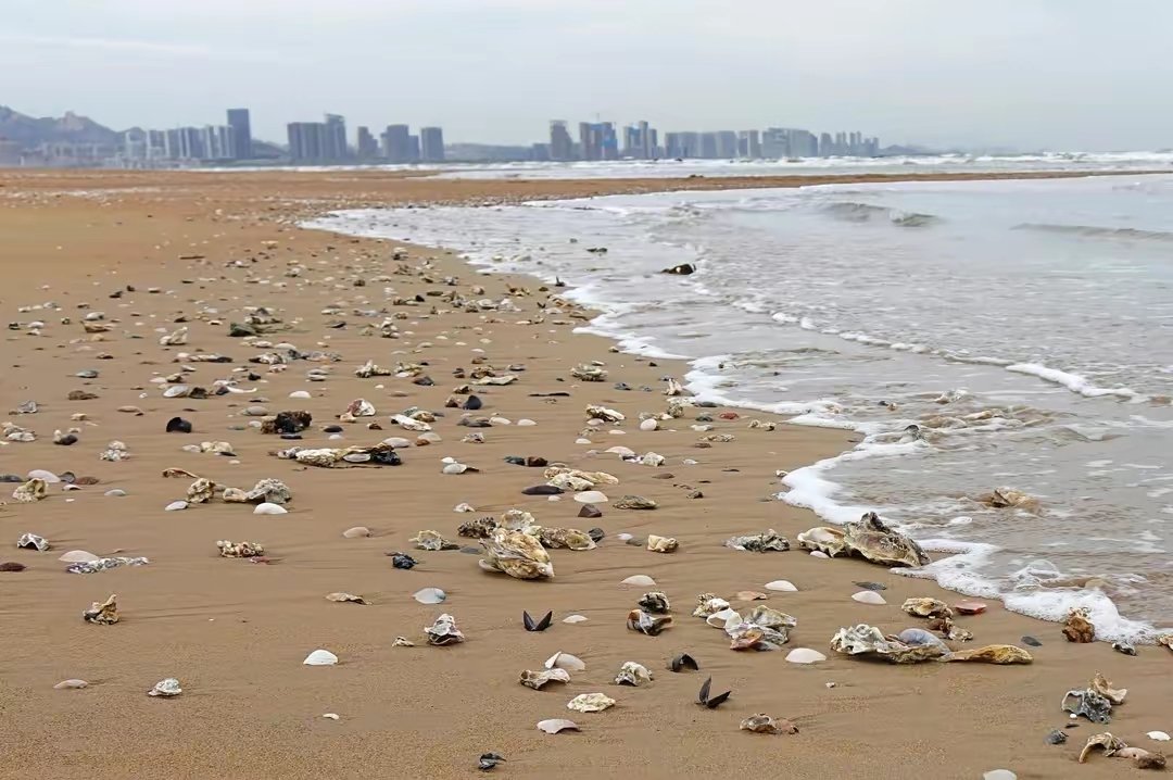 大贝壳一般都生活在哪里？