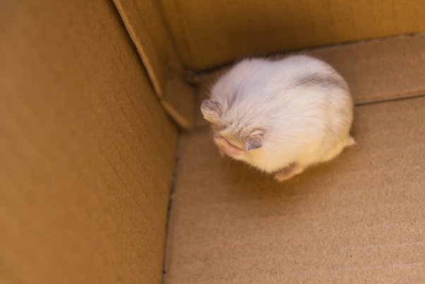 史无前例打一生肖动物