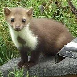 貂属的生活习性