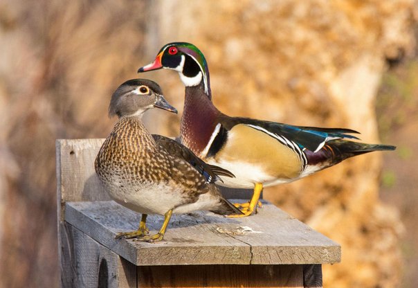 鸳鸯中哪个代表雄鸟