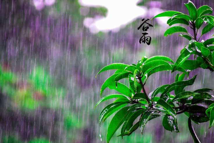 二十四节气谷雨的古诗四句