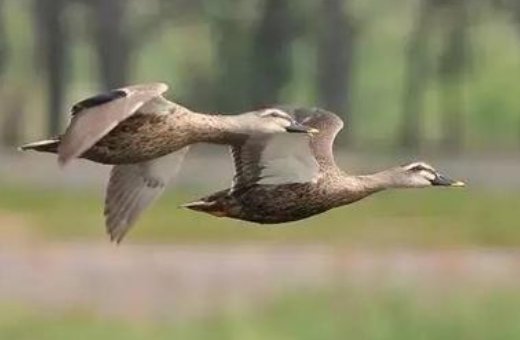 “问世间、情为何物，直教生死相许”最早出自何处？