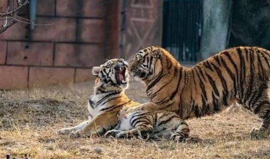 专家解读野生东北虎为何现身村庄，后续要如何避免此类事件？