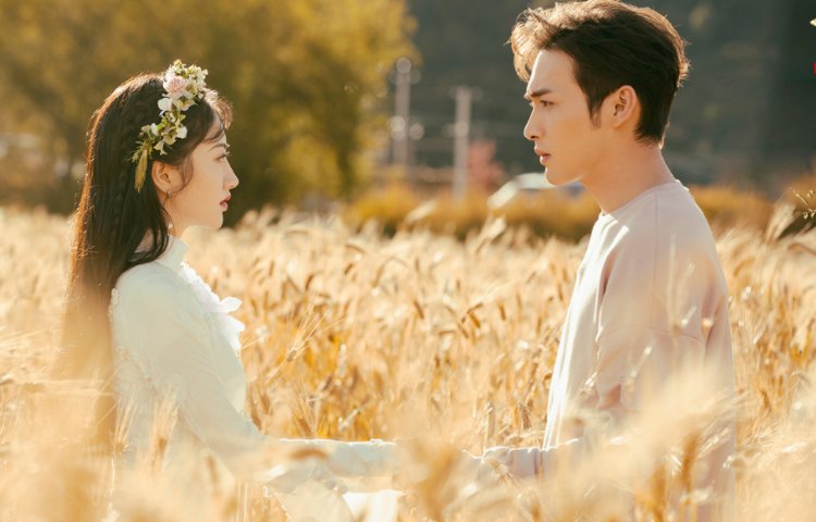 《司藤》这本小说主要讲了什么？