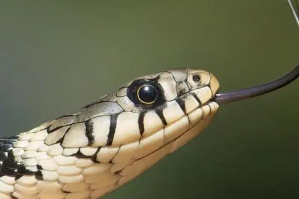 燕南归代表什么生肖