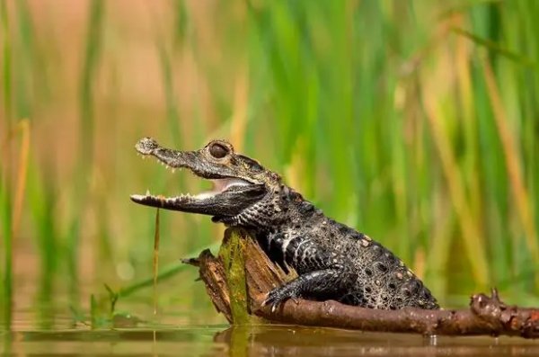 心脏为四室的动物是