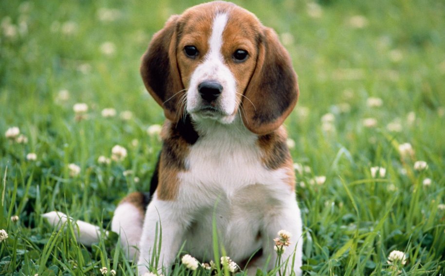 付诸一笑是什么意思解释