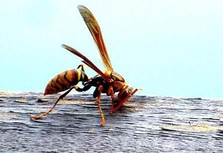 四川1家3口农作时被毒蜂蛰死，究竟是怎么回事？