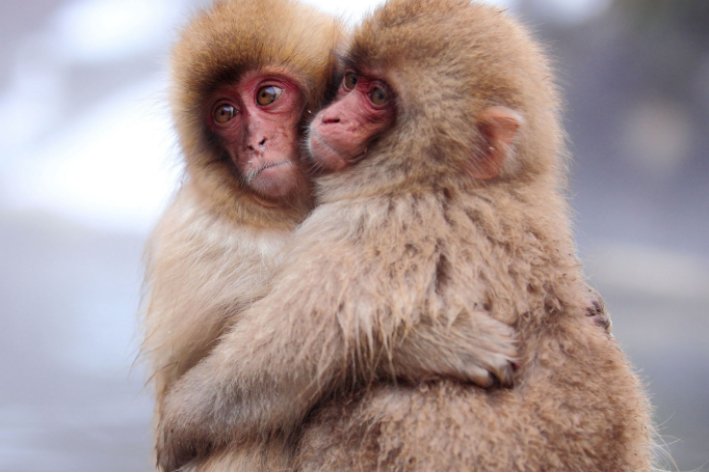 描写动物动作的句子摘抄