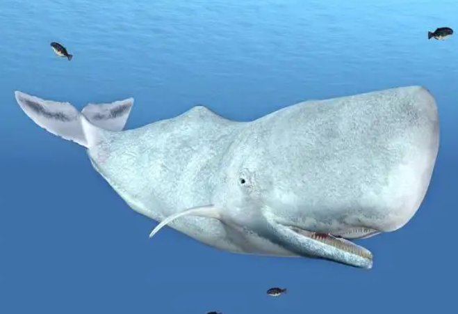 抹香鲸的天敌是谁