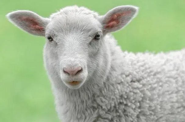 星火燎原有几个生肖