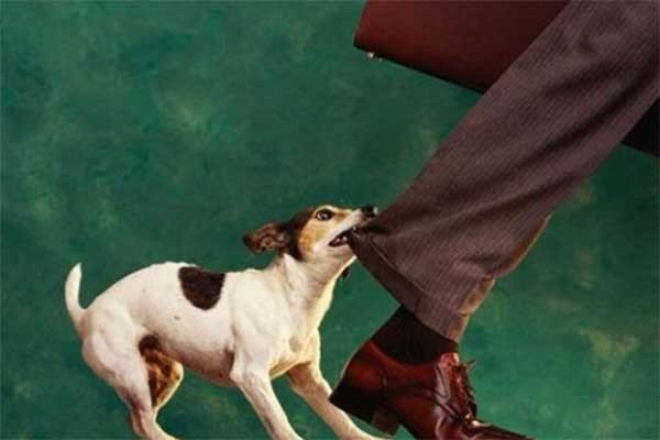 避其锐气代表什么动物?