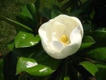 广玉兰的资料与图片