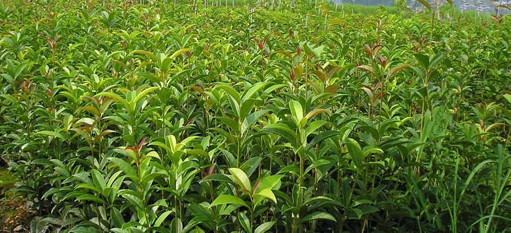 速生金桂的栽培技术