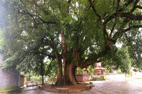 广东河源1100多岁古榕树倒塌，是意外还是人为？
