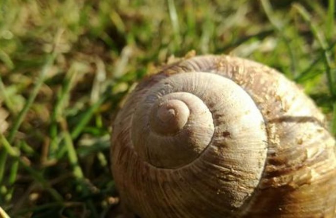 蜗牛如果壳破了会死吗？蜗牛的壳有什么作用呢？