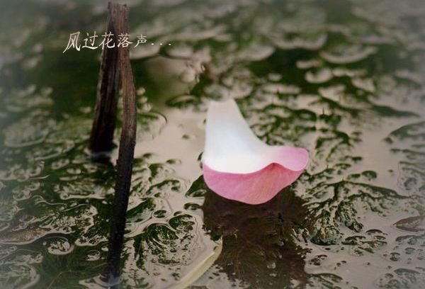 风花悄落的介绍