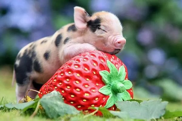 嘴上春风打一生肖谜底