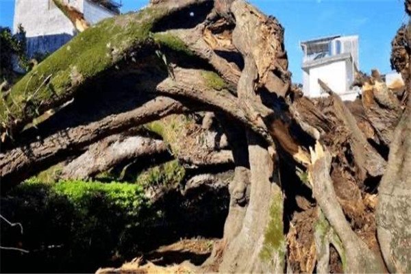 广东河源1100多岁古榕树倒塌,是意外还是人为?