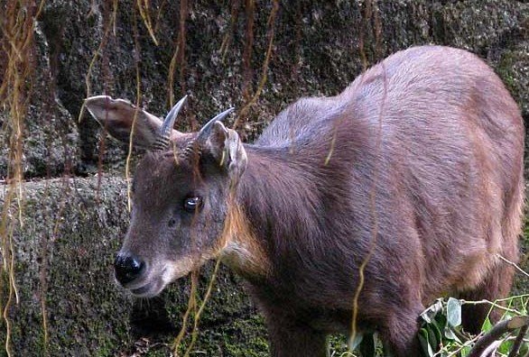 长鬃山羊的栖地分布