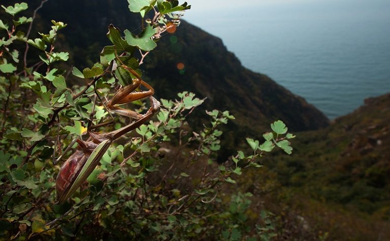 海岸大捕怪的介绍