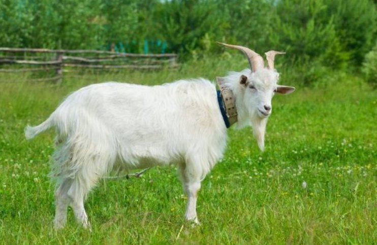 鱼水之情打一个正确生肖