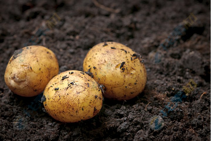 卵可以组什么词语和拼音