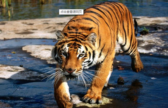 乘龙快婿打一动物