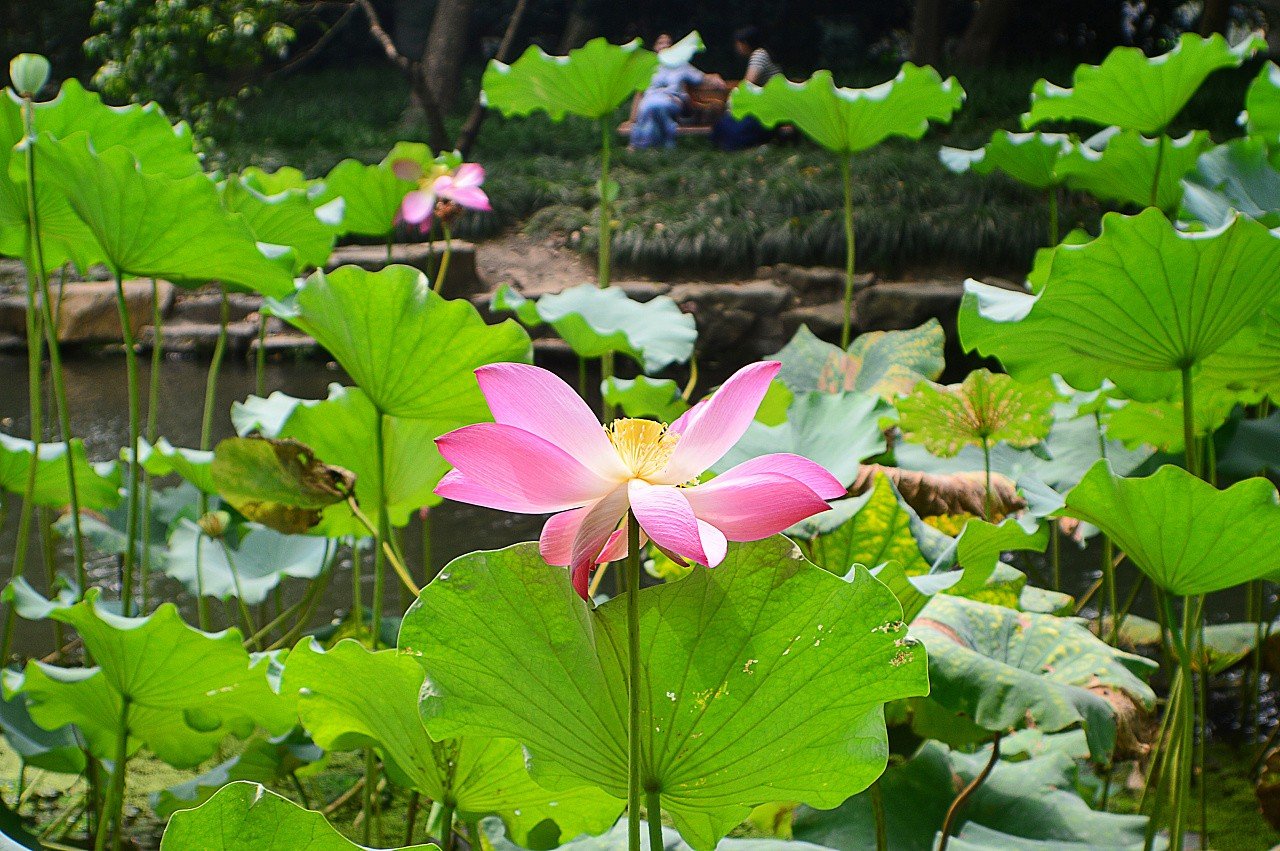 被称为荷月的月份是