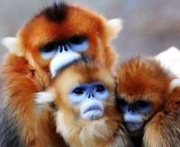 猴科包括哪几种动物？