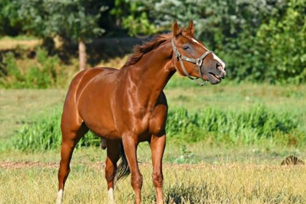 三心二意最佳动物生肖