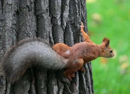 松鼠为什么要啃树皮？
