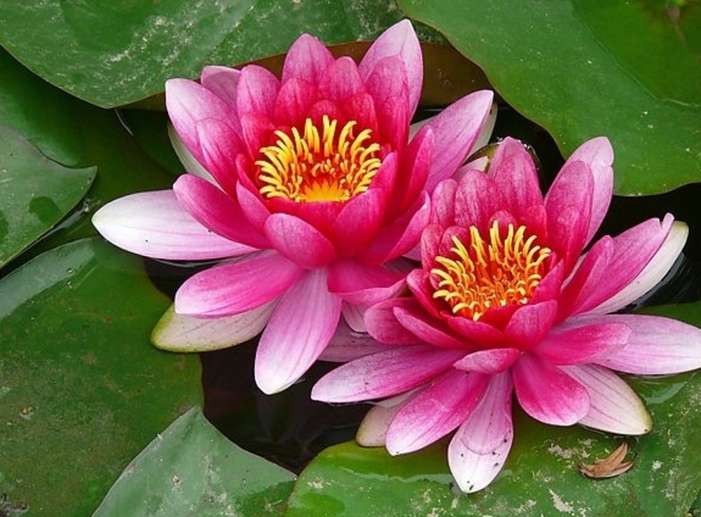 南京玄武湖又一株并蒂莲开了，并蒂莲开花有什么特殊的意义？