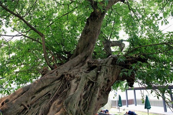 广东河源1100多岁古榕树倒塌,是意外还是人为?