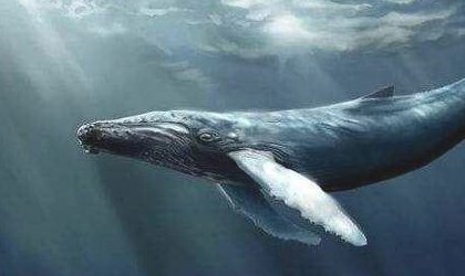 一鲸落,万物生 一念成山川,一念成江海什么意思？