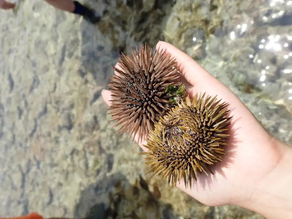 海胆这种生物长有牙齿吗？它们是如何进食的？