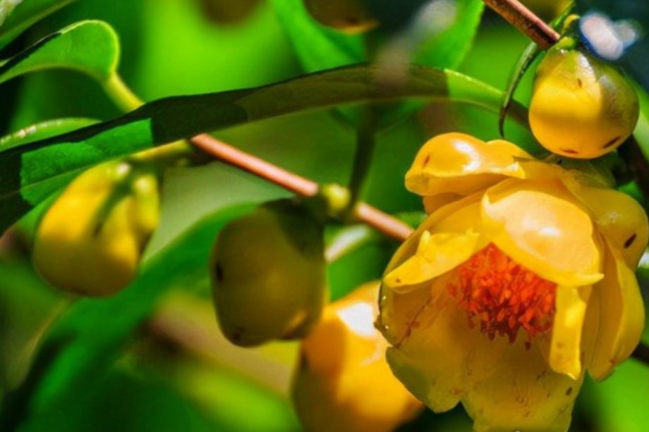 我国珍稀动植物有哪些?