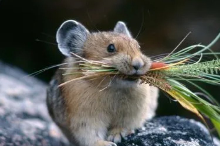 目光如豆打一生肖是什么