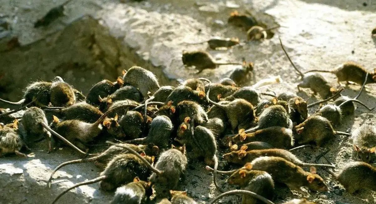 泸定地震家猪被埋废墟,存活45天后被救出,地震前动物的异常反应是什么?