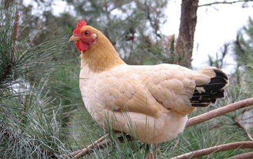 鸡的叫声是什么声音？