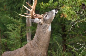 麋鹿回归中国35周年，麋鹿在中华文化中象征着什么？