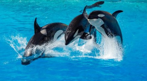 虎鲸的资料有哪些