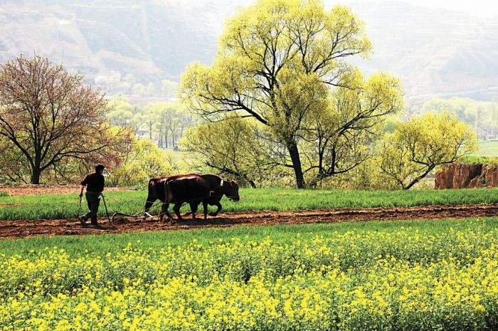 春天来了,农民伯伯开始忙碌了。请你写两句春天的农谚吧