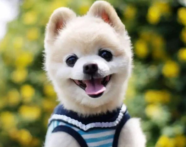 俊介是什么品种的狗