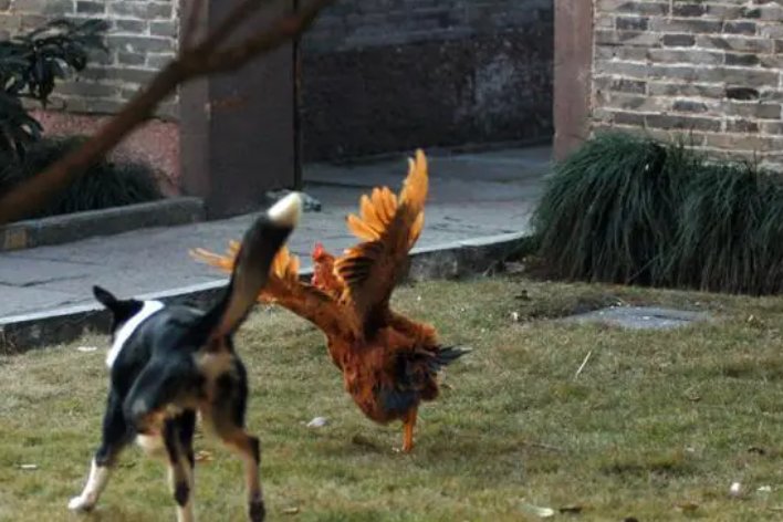 飞禽走兽的意思怎么解释