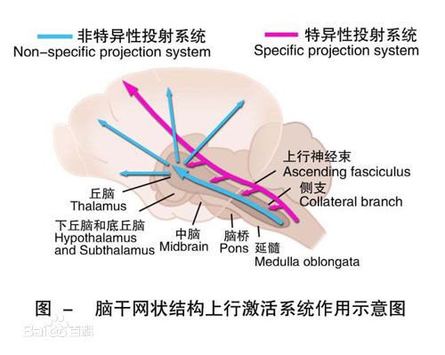 中枢之路的介绍