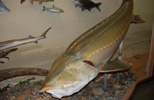 水中大熊猫是什么东西