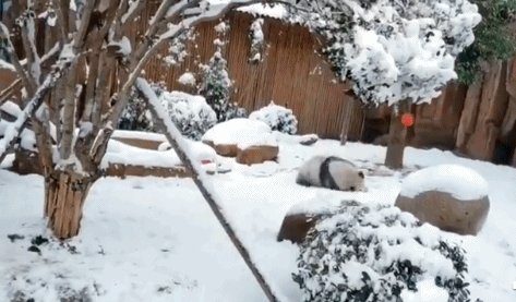 南方人第一次见到雪是一种什么样的体验？