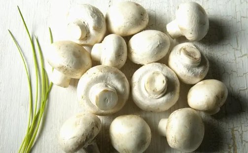 口蘑中的口字,来源于